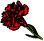 Red Carnation-R