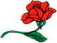 Rose-R