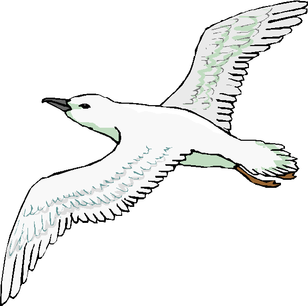 Seagull-R