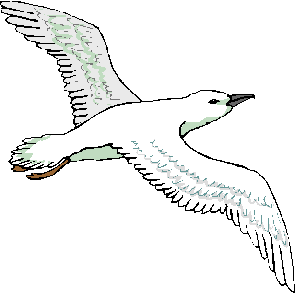 Seagull-L