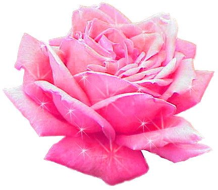 pat_pink rose