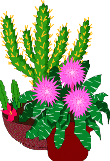 Sharon Cactus