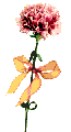 ani carnations